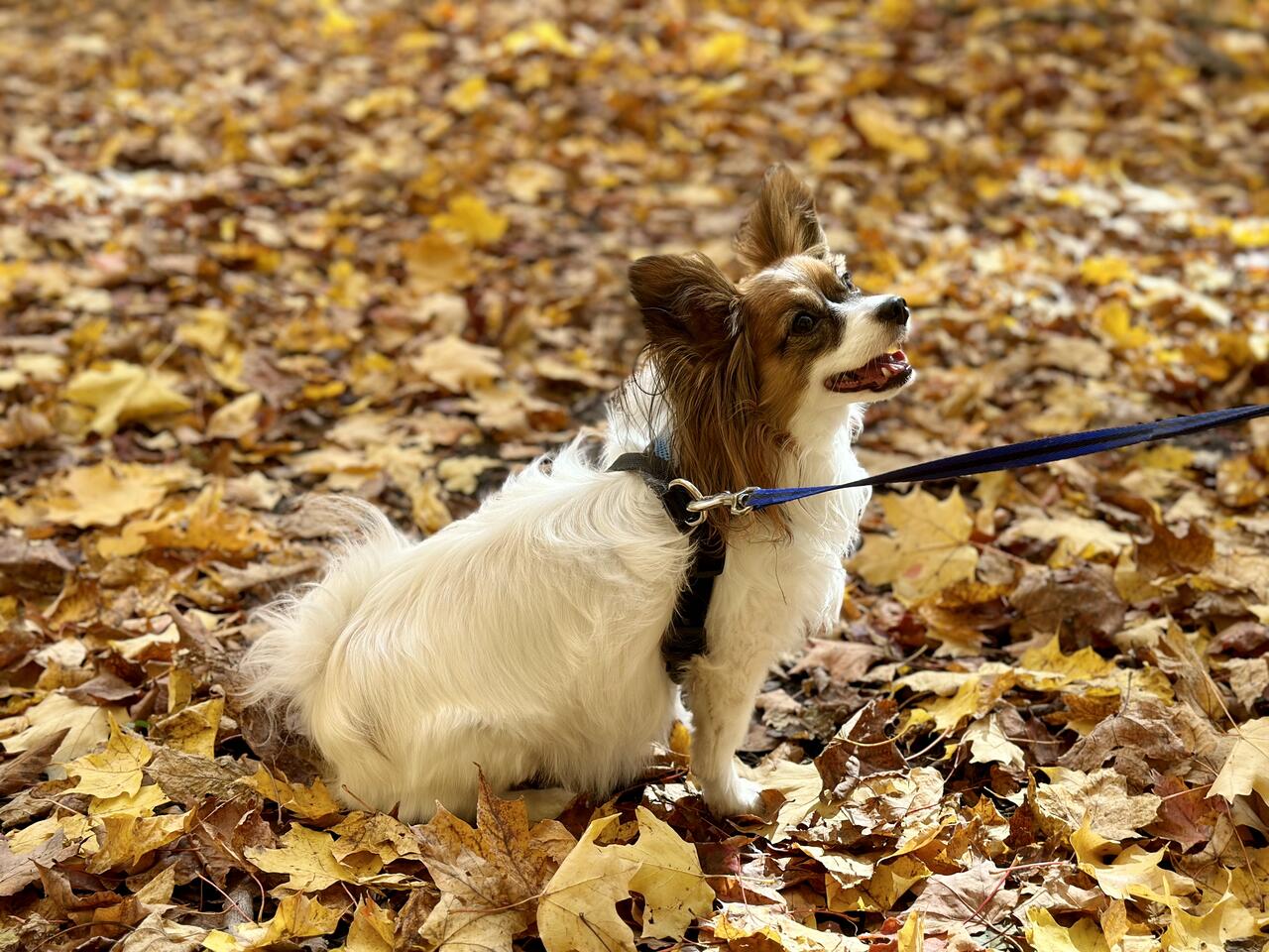 Fall Season Falls Sightseeing